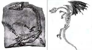 dragon bones