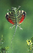 Flying-dragon
