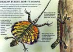 Flying dragon flight