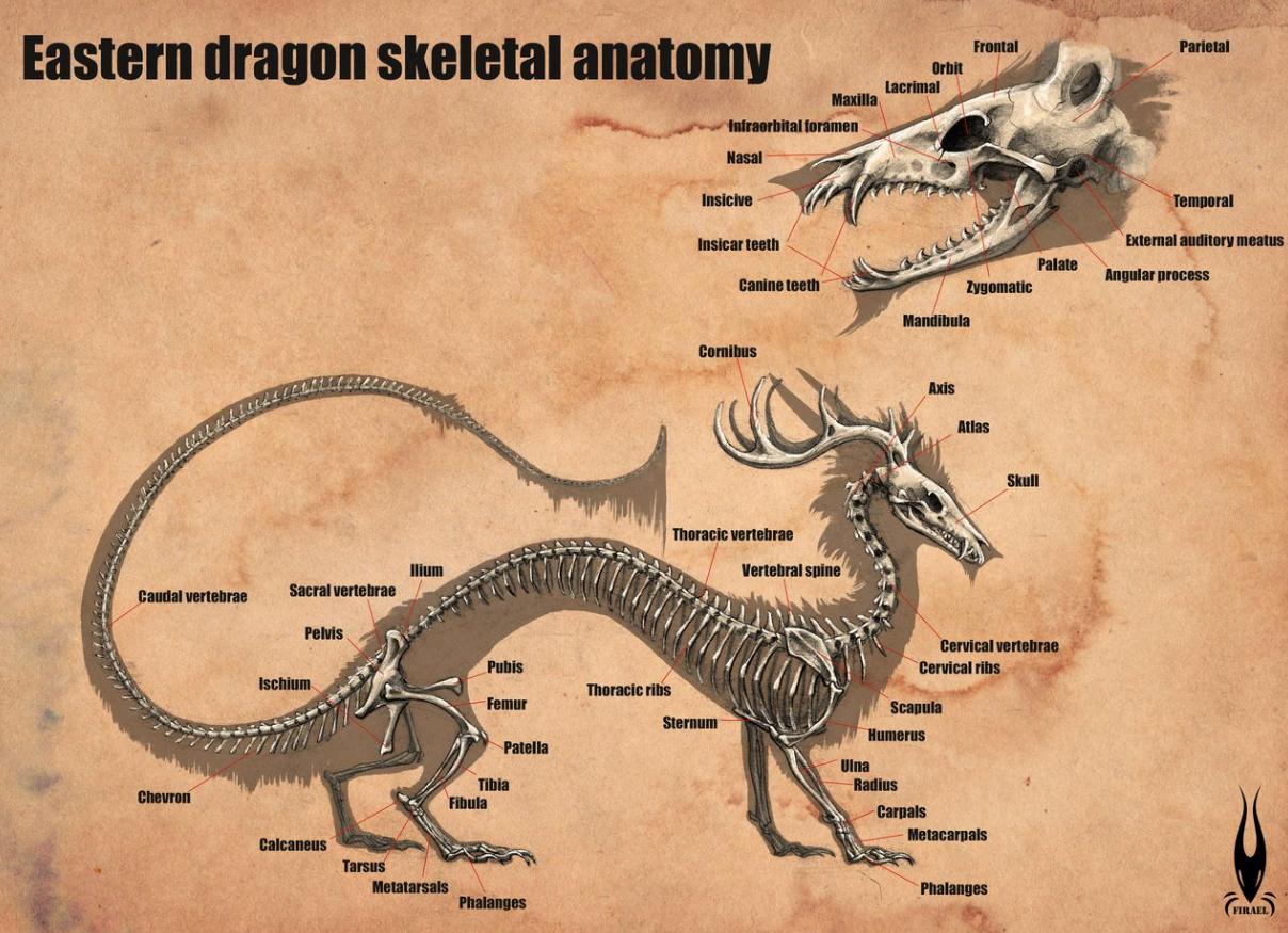 Eastern Dragon Anatomy and Physiology - Dragonsinn.net