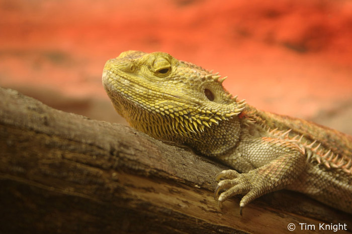 bearded_dragon