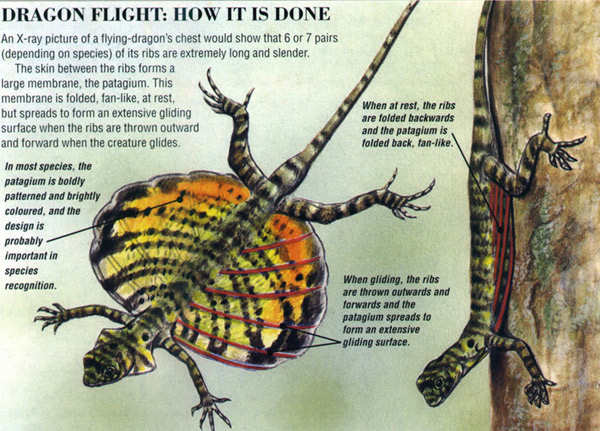 dragon_flight