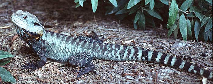 eastern_water_dragon