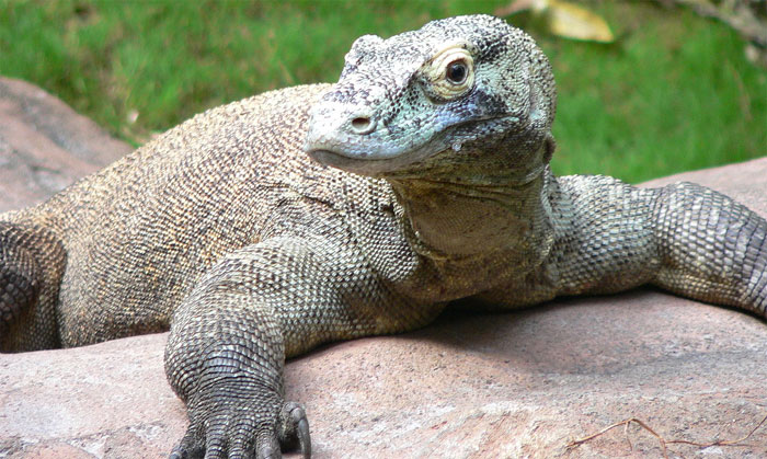 komodo_dragon
