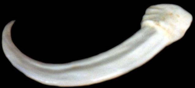 dragon_claw