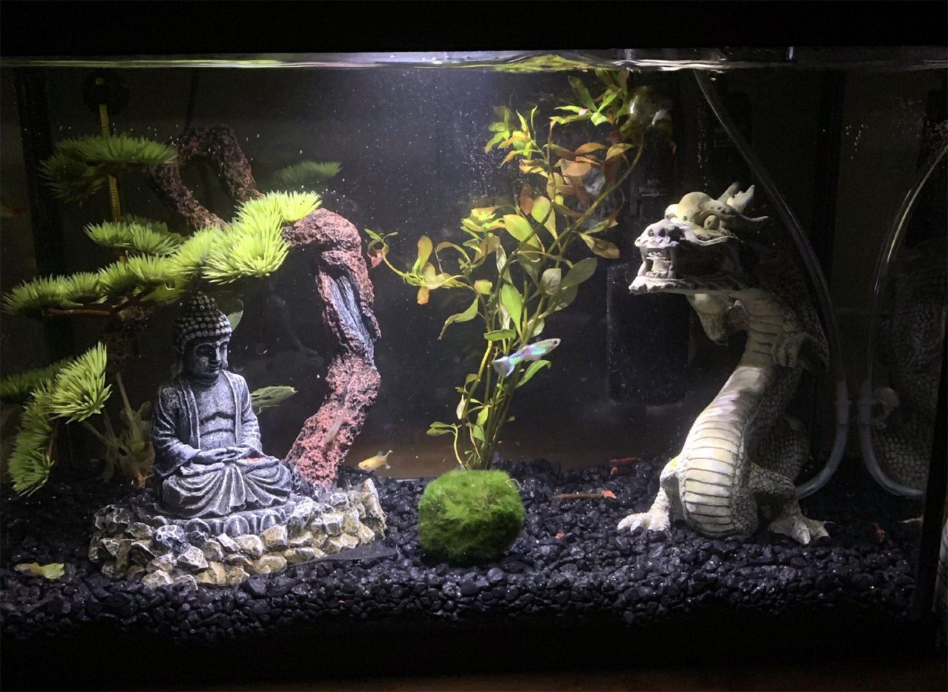 dragon_fishtank