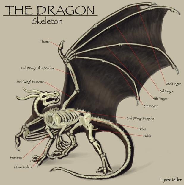 dragon_wing_skeleton