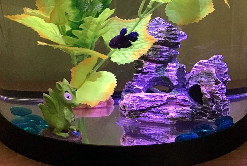 female_betta_combtail