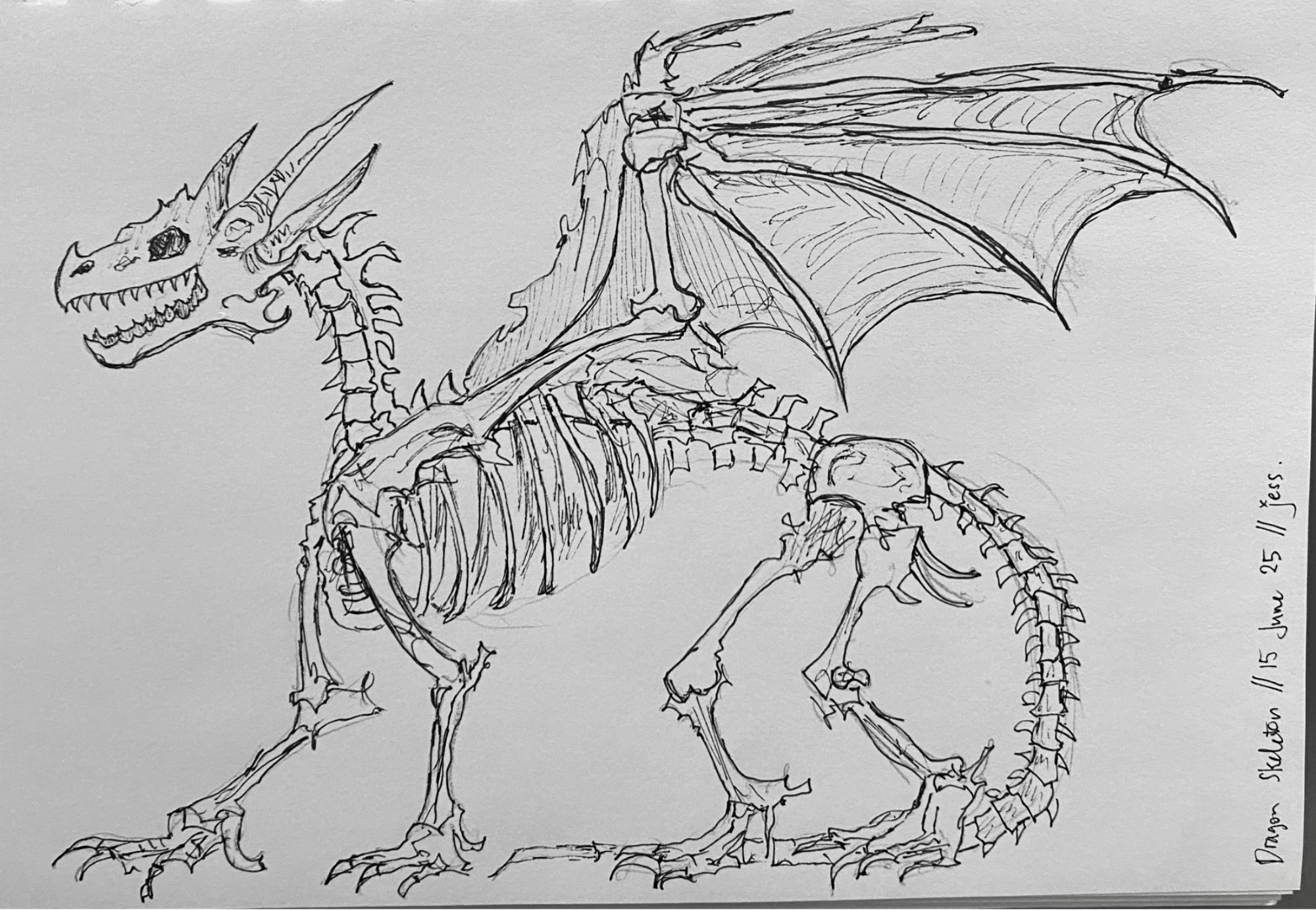 bone dragon sketch