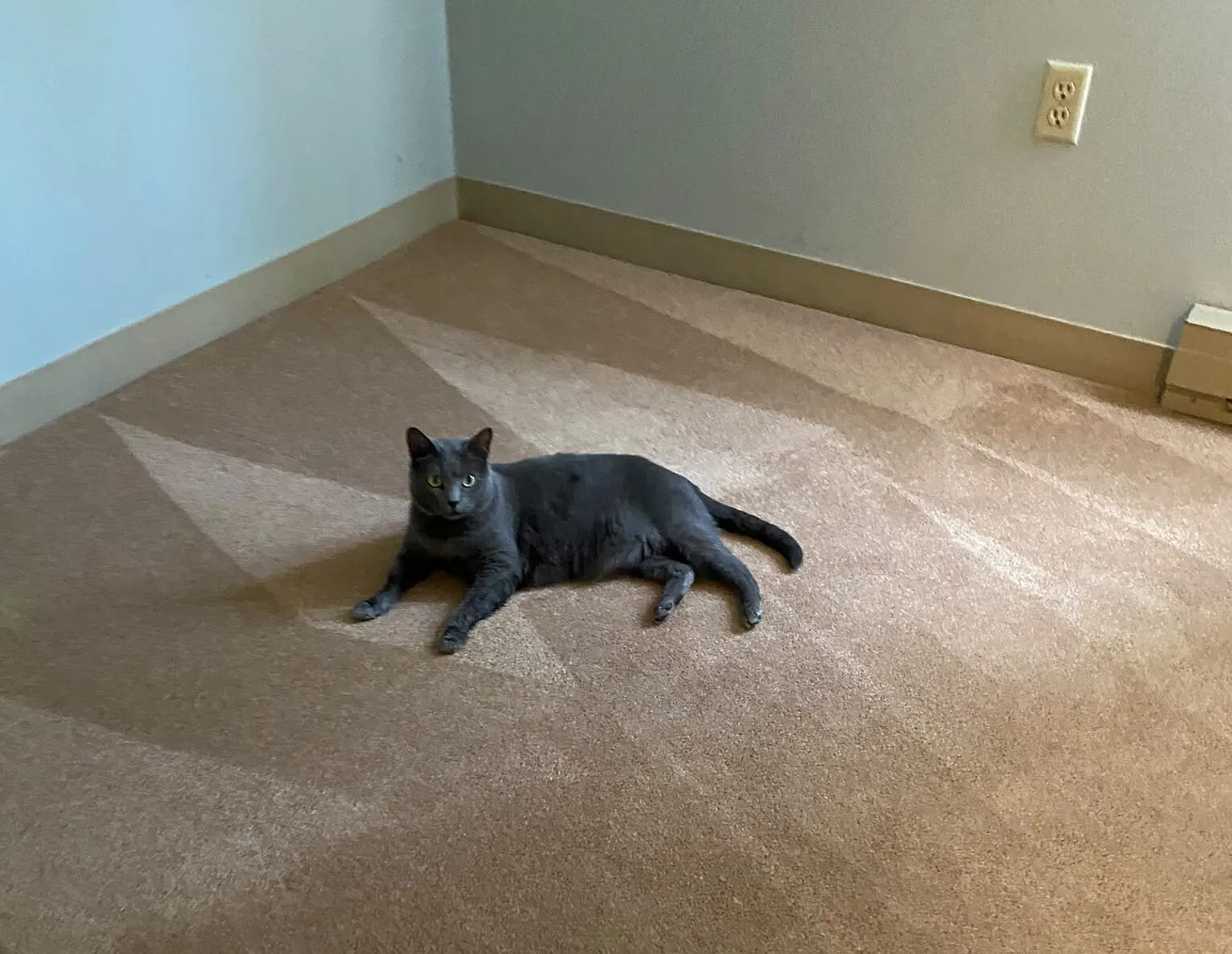 senior grey cat
