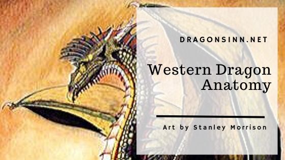 western_dragon_anatomy_header