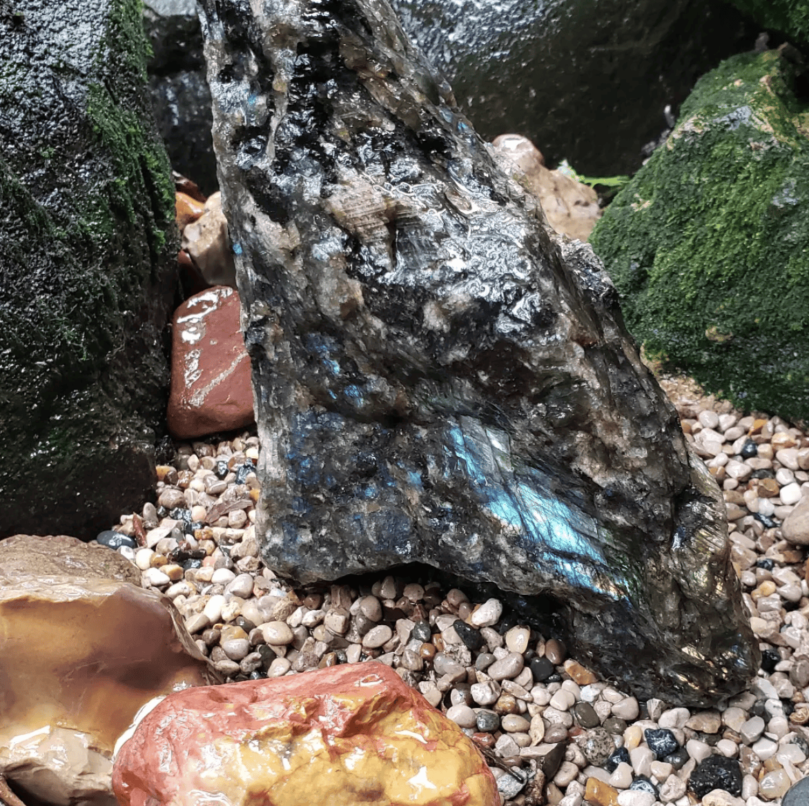 petrified dragon bone or tooth