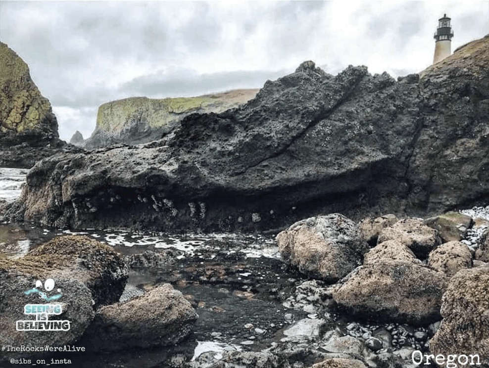 Oregon coast petrified dragon