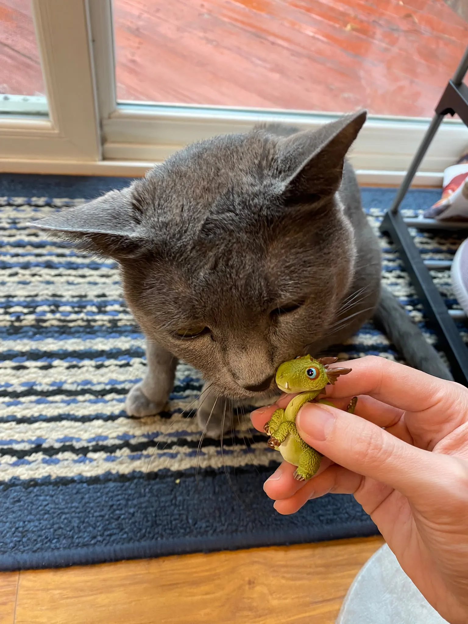 cat and green dragon