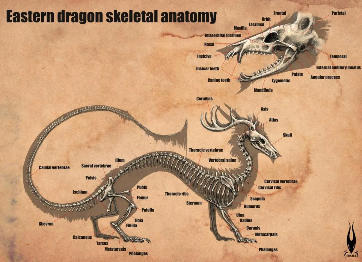 Eastern Dragon Anatomy And Physiology Dragonsinn eastern-dragon-anatomy-and-physiology-dragonsinn