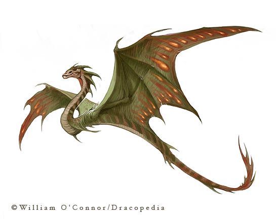amphiptere
