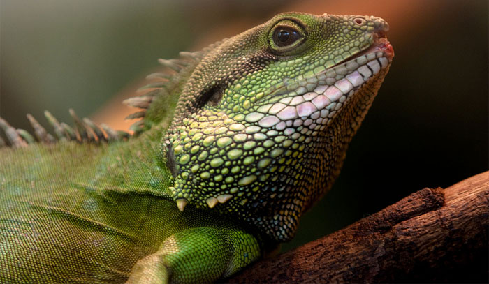 7 Dragons That Exist in Real-Life, Nature and Wildlife